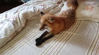 Alice fox. The fox snuck into the house and decided to rest on the bed.