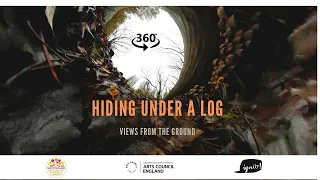 360° Video- Hiding under the log, a cluster of tiny mushrooms. Views from the ground.