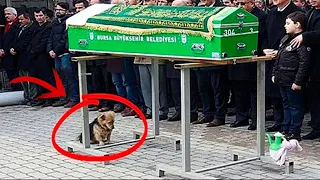 Hund kam zur Beerdigung seines Herrchens. Was dann geschah, versetze alle in Erstaunen!