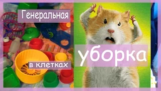 Клетки хомяков: генеральная уборка