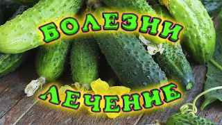 Основные болезни огурцов и их лечение! Семь основных болезней огурцов! Химические и биологические.