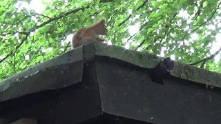 21 Eichhörnchen werden ausgewildert