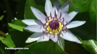 Colorata Species Water Lily, blue waterlily species