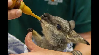 ZooBorns Australia! Episode 7 - Western Brush Wallaby Joey
