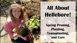 All about Hellebore (Lenten Rose)! Spring Pruning, Planting, Transplanting, and Care!