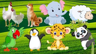 CUTE LITTLE ANIMALS - Bird, Penguin, Dog, Hen, Leopard, Panda, Elephant, Sheep,... - ANIMAL SOUNDS