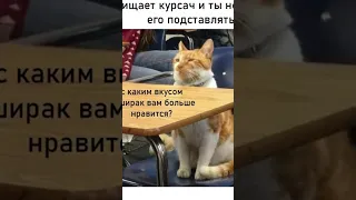 МЕМЫ ЕСТЬ МЕМЫ #приколы #юмор #коты #кошки #котики #мемы