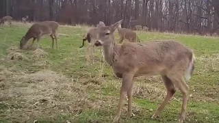 Improving Winter Nutrition for Whitetails