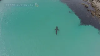 Huge Shark in shallow water