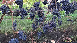 Виноград Северный синий