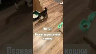 Мы не знали чего ждать от их знакомства 😱 #шандор #знакомство #котопес #дружба #лапы #знакомство