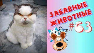 Приколы с Животными #63 / Смешные Животные 2020 / Приколы / Приколы про Животных / Лучшие Приколы