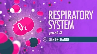 Respiratory System, Part 2: Crash Course Anatomy & Physiology #32