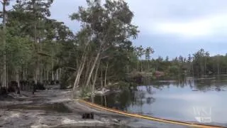 Sinkhole Video: Trees Swallowed By Lousiana Sinkhole