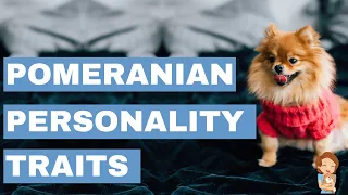 What Do Pomeranians Act Like?