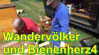 Wandervölker und Bienenherz4