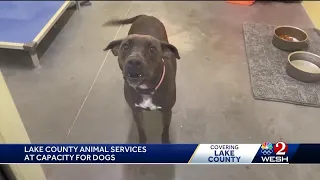 Lake County Animal Shelter hits capacity for dogs, waives fees to encourage adoptions