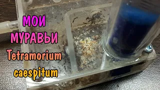 МОИ МУРАВЬИ Tetramorium caespitum