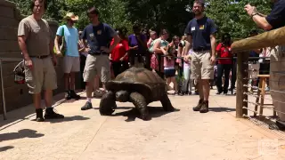 Al the Aldabra Giant Tortoise Walks to His New Home