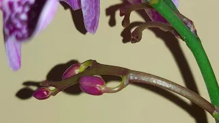 Орхидеи наливают бутоны, как ПРАВИЛЬНО ПОЛИВАТЬ в такой ПЕРИОД