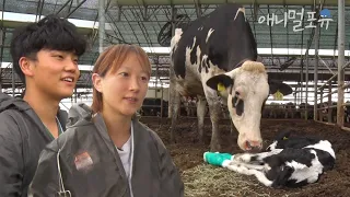 소 전문 대동물 수의사 부부?!🐮 인턴 남편과 하늘 같은 선배 아내의 신혼일기! | 내 아내는 보스 | KBS 인간극장 2022 방송