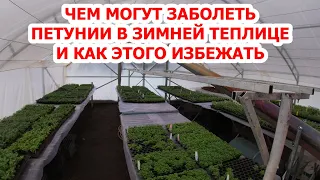 ЧЕМ МОГУТ ЗАБОЛЕТЬ ПЕТУНИИ В ЗИМНЕЙ ТЕПЛИЦЕ И КАК ЭТОГО ИЗБЕЖАТЬ?