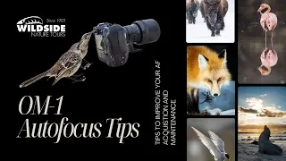 OM-1 Autofocus Tips
