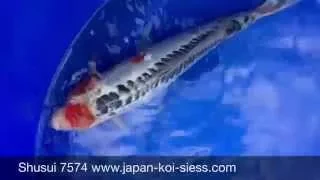 Shusui 7574 von KONISHI bei Japan Koi Siess