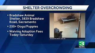 Bradshaw Animal Shelter waives adoption fees after being 'flooded with dogs'