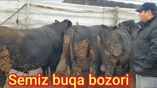 Yorqo‘rg‘on optom chorva bozori semiz buqalari narx navosi bilan tanishing.