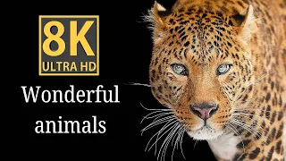 beautiful animals video in 8k ultra hd