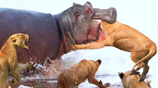 100 Craziest Animal Fights of All Time 2022