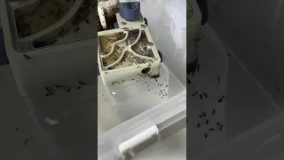 Mes fourmis cherchent à s’évader (partie 2)