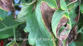 Identification of Bacterial Wilt of Tomato