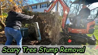 Scary Tree Stump Removal using our Kubota kx018 Mini Excavator