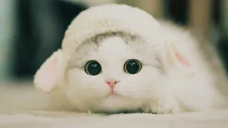 Cute Dose of Cats | Kittens Cuteness Overload, Funny Adorable Kittens Compilation 2020 #4