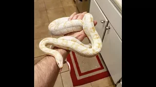 Corn Snake Shedding Its Skin (UP CLOSE!!!)