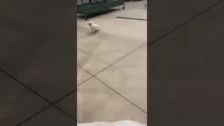 Umbrella Cockatoos