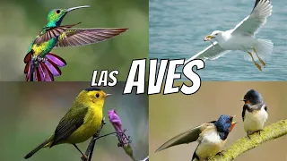 LAS AVES | Características de las Aves para Niños | Aves Ovíparas | Vídeos Educativos en Español