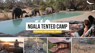 Amazing! andBeyond Ngala Tented Camp HIGHLIGHTS - home of the white lions South Africa