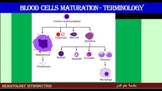 Lecture 2-7 Blood Cells Maturation - Terminology