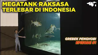 #EPS01 GREBEK PENGHOBI l MEGATANK RAKSASA ASAL SURABAYA ISINYA IKAN PREDATOR NGERI SEMUA