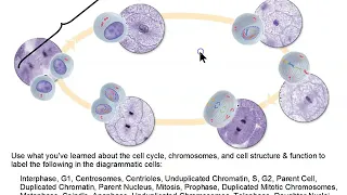 Chromosomes & The Cell Cycle!