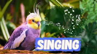 Cockatiel Singing Training 🌿  | How my Cockatiel Sing and Talk  🦜