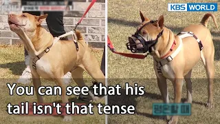 You can see that his tail isn't that tense (Dogs are incredible EP.123-8) | KBS WORLD TV 220517