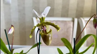 Орхидеи с другой планеты. Несравненные Башмачки.