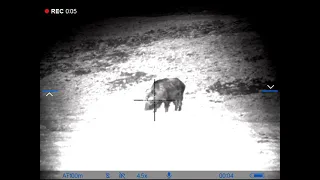 Hog hunting, sele na louce, Pulsar Digisight Ultra N455+Luna 940IR wild boar hunting