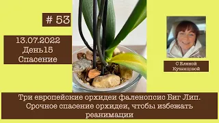 # 53 День15. Три европейские орхидеи фаленопсис Биг Лип. Срочное спасение #ЛечениеОрхидей