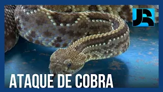 Vendedor é picado por cobra cascavel, tem reação alérgica ao soro e vai parar na UTI