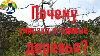 Почему умирают плодовые деревья. Часть 1.